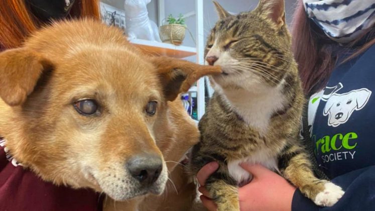 Spike, um cão idoso, enfrentou uma série de cirurgias de catarata que, infelizmente, resultaram na perda completa de sua visão. (Foto: Facebook/Saving Grace Animal Society)