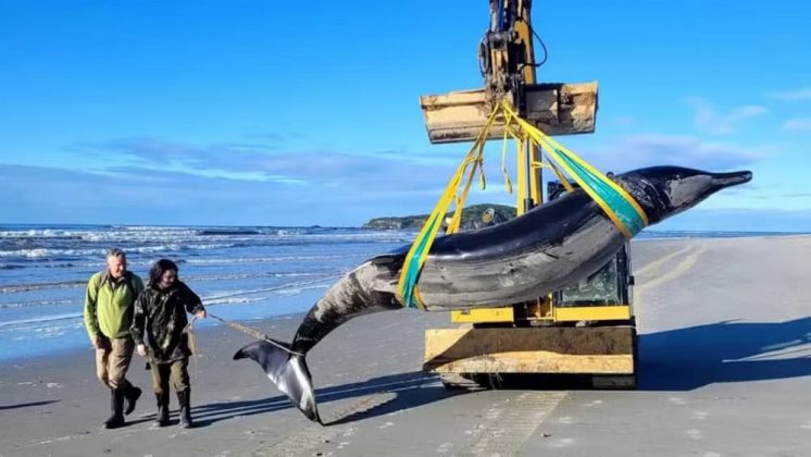 A baleia-bicuda-de-bahamonde, Mesoplodon traversii, uma das espécies marinhas mais enigmáticas, foi encontrada morta em uma praia da Nova Zelândia neste mês.(Imagem: New Zealand Department of Conservation)