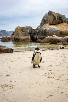 Diversas espécies migram para o Brasil durante o inverno, chegando até a Bahia. Muitas pessoas, ao verem pinguins nas praias, tentam ajudar colocando-os no gelo. Contudo, isso pode ser fatal, pois o animal pode estar exausto e com baixa imunidade. (Foto: Pixabay)