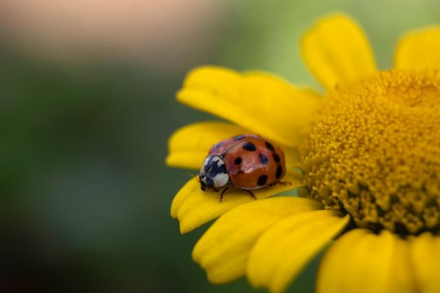 Algumas culturas consideram as joaninhas símbolos de boa sorte e prosperidade. (Foto: Unsplash)