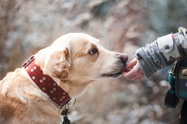 O vínculo entre César e seus cães revela a profundidade da conexão que pode ser formada entre humanos e animais, independentemente das circunstâncias. (Foto: Pixabay)