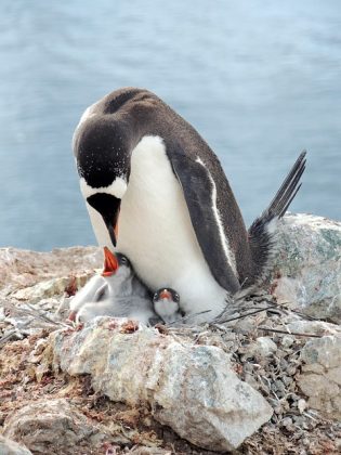 é essencial entender que apenas 4 das 18 espécies de pinguins vivem em regiões extremamente geladas. (Foto: Pixabay)