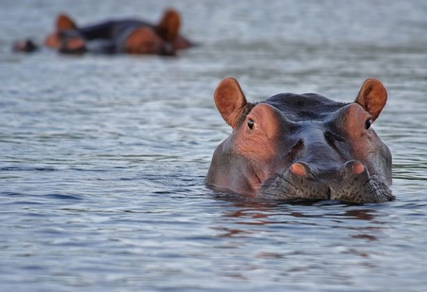 O mais surpreendente foi a habilidade dos hipopótamos de "voar" durante seus passos. O estudo, publicado na revista PeerJ, confirmou que esses animais conseguem permanecer no ar por até 0,3 segundos. (Foto: Pixabay)