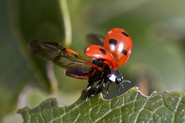 Essa fome insaciável torna as joaninhas aliadas valiosas para agricultores e jardineiros, que buscam métodos naturais e eficientes de controle de pragas. (Foto: Pixabay)