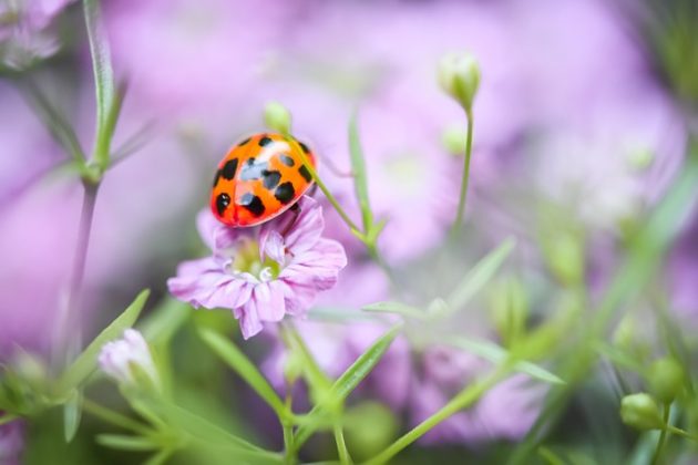 As joaninhas pertencem à família Coccinellidae, e existem cerca de 5.000 espécies conhecidas ao redor do mundo. (Foto: Pixabay)