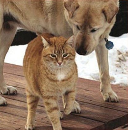 A história de Spike e Max é um exemplo tocante de resiliência e amizade verdadeira. (Foto: Facebook/Saving Grace Animal Society)