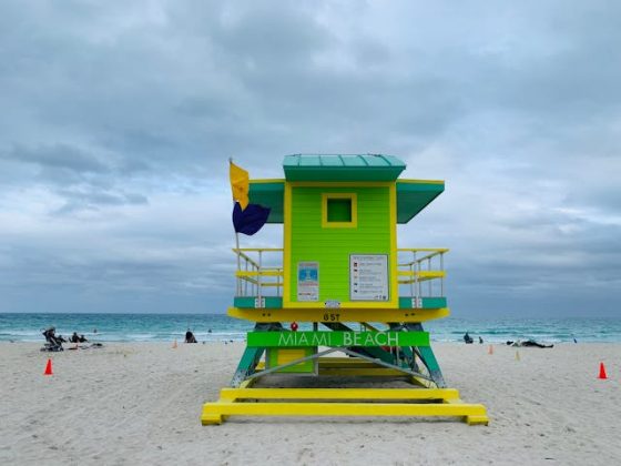 Este incidente em Miami Beach serve como um lembrete da rica e, às vezes, imprevisível biodiversidade da Flórida, onde o inesperado pode estar à espreita a qualquer momento. (Foto: Pexels)