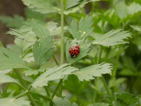 O ciclo de vida das joaninhas é fascinante e inclui quatro estágios principais: ovo, larva, pupa e adulto. (Foto: Unsplash)