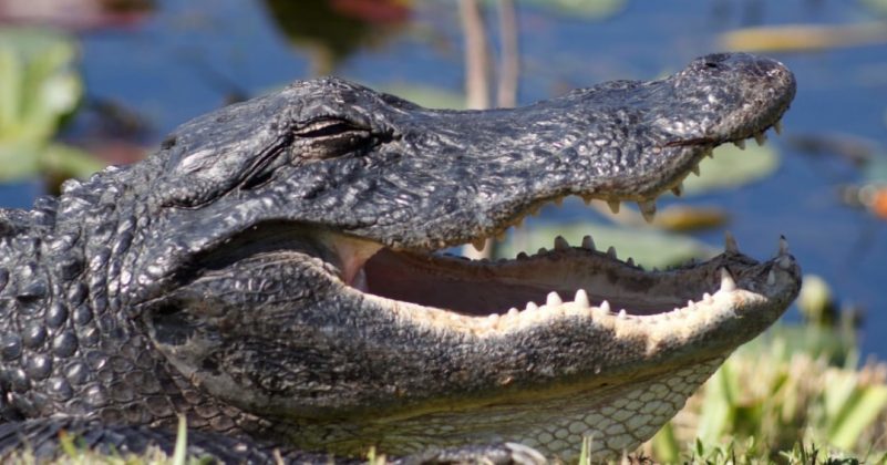 Crocodilos frequentemente podem ser vistos se movendo entre sombra e água, ajustando suas posições em busca da temperatura corporal ideal - Foto: Rebecca Schroeder/Everglades National Park