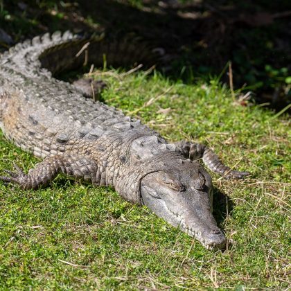 Crocodilo - Foto: Central Florida Zoo