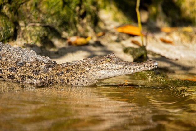 Apesar de sua aparência intimidadora, esses répteis reservados têm mais medo dos humanos do que nós deles - Foto: Everglades National Park