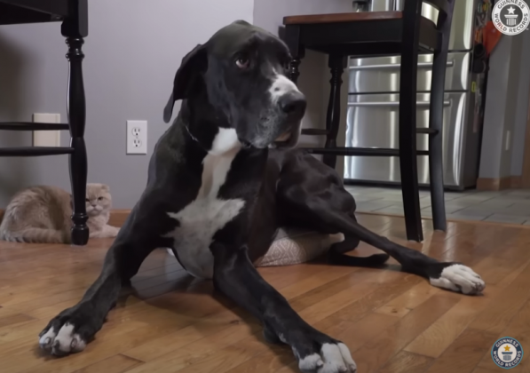 Um dogue alemão recentemente reconhecido pelo Guinness World Records como o cachorro mais alto do mundo. (Fonte: youtube)