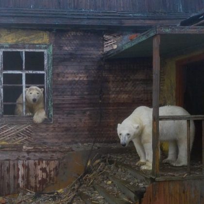 A descoberta levanta questões sobre as ameaças enfrentadas pelos ursos polares. (Foto: instagram @master.blaster)