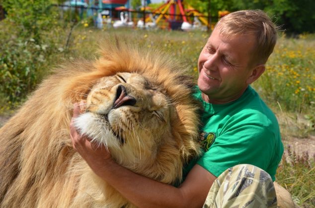 Na Crimeia, território pertencente à Rússia, um tratador de zoológico encontrou uma maneira inusitada de lidar com uma briga entre leões." (Imagem: instagram @oleg.zubkov)