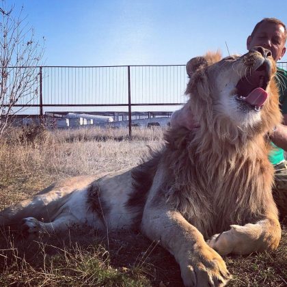 Além de seu trabalho diário no zoológico, Zubrov utiliza as redes sociais para divulgar seu trabalho." (Imagem: instagram @oleg.zubkov)