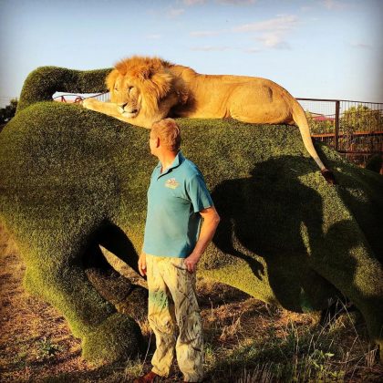 A confusão começou quando um leão dominante começou a agitar os outros leões." (Imagem: instagram @oleg.zubkov)