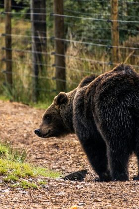 Refletindo sobre o incidente, Charmian Widdowson sublinhou a gravidade da situação, afirmando: "O urso veio e tentou entrar no carro, mas ele começou a entrar e mordeu minha amiga." (Foto: Fabricio Severo / Unsplash)