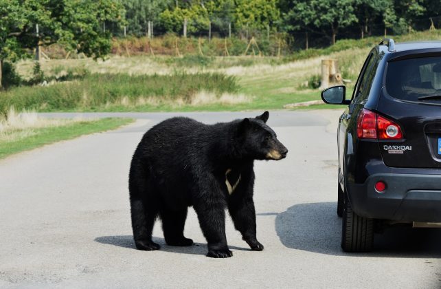 Relembrando o angustiante episódio, Gallacher relatou: "O que aconteceu foi que o urso se aproximou da janela do lado da minha amiga sem problemas. Ele nos deixou tirar uma foto e se afastou. Mas eu não consegui uma foto adequada, então voltamos, e ele estava ao meu lado." (Foto: David Cardinez / Pixabay)