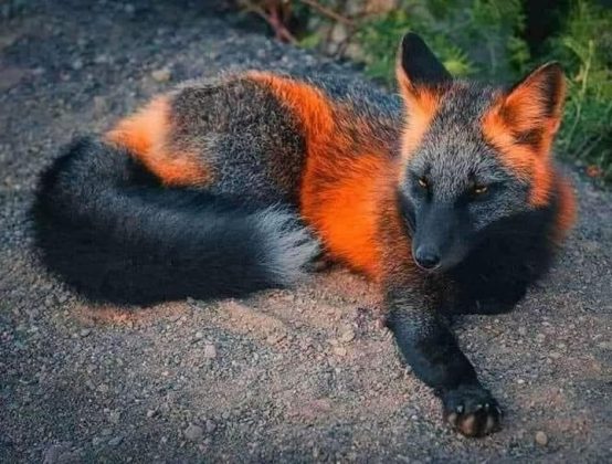 Também chamada de raposa preta, essa criatura cativante pode ser encontrada em diversas partes do mundo, incluindo América do Norte, Europa e Ásia. (Foto: Reprodução / Facebook)