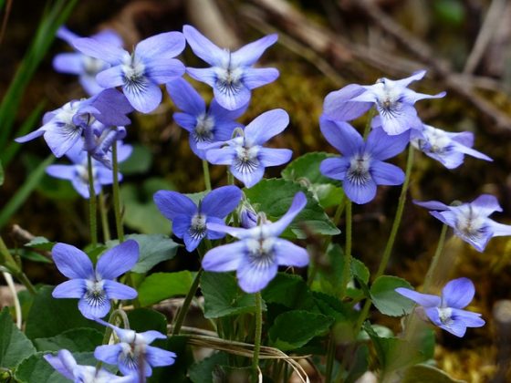 "Violeta" foi escolhido como o nome de sonoridade perfeita. (Foto: pixabay)