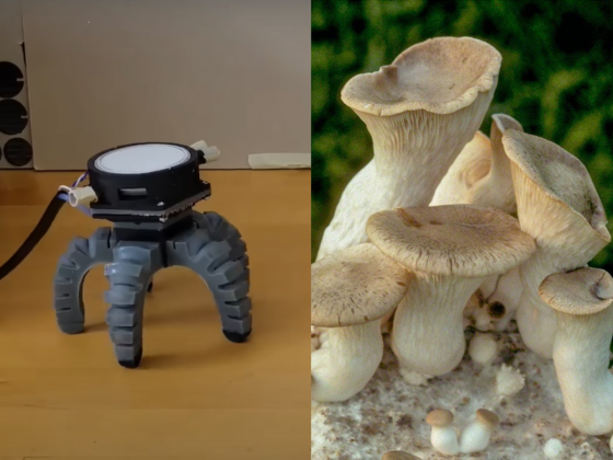 O robô é controlado por um cogumelo chamado Pleurotus eryngii, ou “king oyster mushroom” (shimeji rei) (Foto: Reprodução/YouTube)