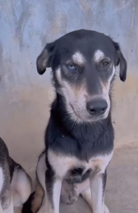 Eles exibem a pelagem do vira-lata caramelo com detalhes do husky siberiano. (imagem: reprodução instagram)