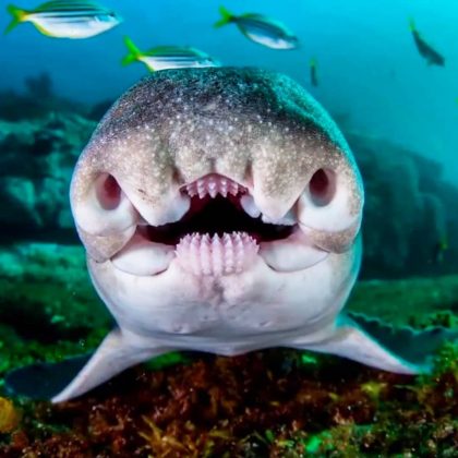 Tubarão Port-Jackson: um predador noturno com dentes que trituram cascas. (Imagem: Reprodução Instagram)