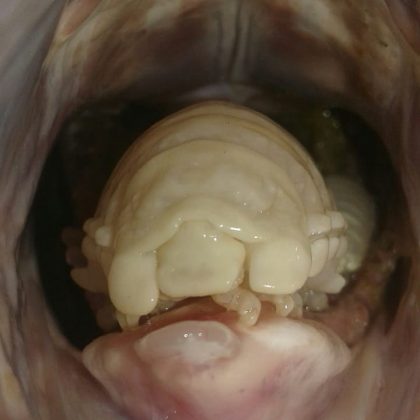 Após a língua cair, o Cymothoa exigua toma o lugar dela. (imagem: instagram)