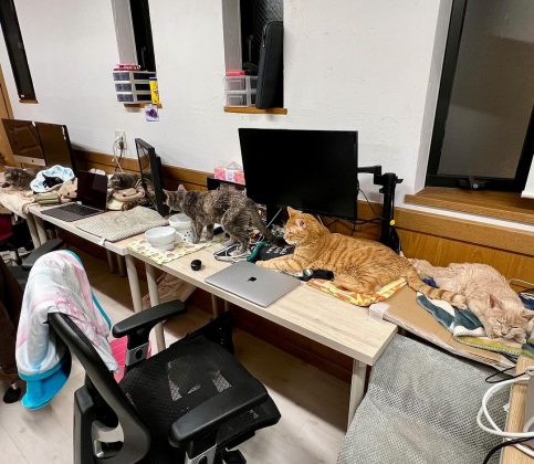 Os gatos da Qnote têm até cargos e perfis na página oficial da empresa. (imagem: instagram)