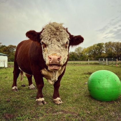 Ele adora brincar com bolas e é famoso por isso. (Imagem: instagram @spudbull125)