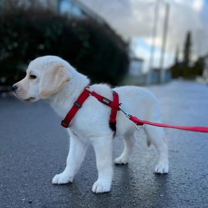 Uma batida na cabeça, ocorrida enquanto se levantava, fez com que ela recuperasse a visão. (imagem: instagram)