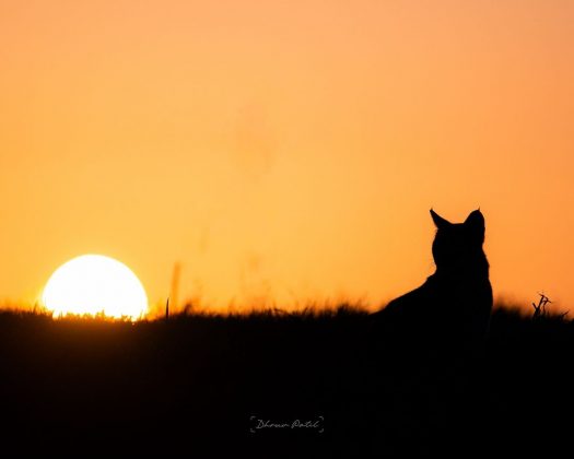 Um dos olhos tem um hipnotizante tom verde-azulado. (Imagem: instagram @dhruvpatil_photography)