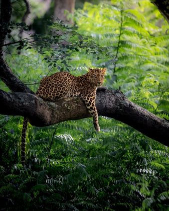 O habilidoso fotógrafo Dhruv Patil compartilhou uma imagem impressionante. (Imagem: instagram @dhruvpatil_photography)