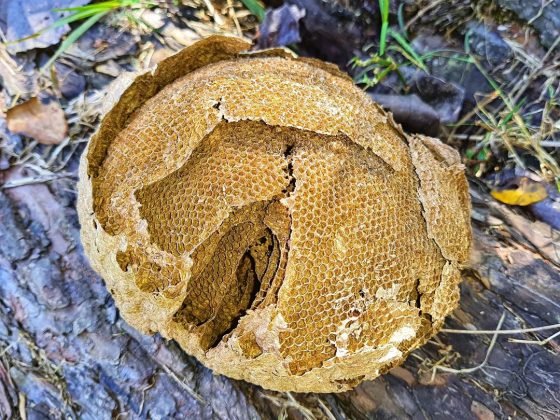 Entre triângulos, quadrados e hexágonos, as abelhas escolhem o formato mais prático. (imagem: instagram)