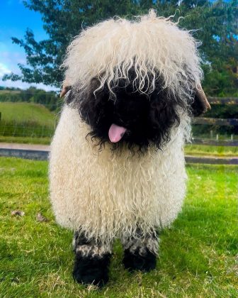 As ovelhas Valais Blacknose fazem sucesso na Irlanda (Imagem: reprodução instagram)