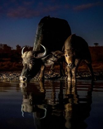 A profunda conexão entre a natureza e os animais. (Imagem: reprodução Instagram)