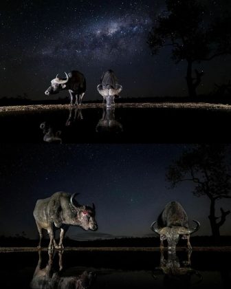 O contraste entre a tranquilidade dos animais e o universo. (Imagem: reprodução Instagram)