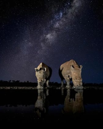 A pausa noturna de animais que se reúnem para beber água. (Imagem: reprodução Instagram)