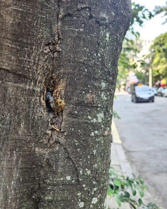 Triângulos são eficientes, mas não tão econômicos quanto os hexágonos. (imagem: instagram)