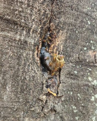 Hexágonos garantem fácil acesso ao mel, além de uma estrutura forte. (imagem: instagram)