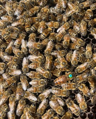 As abelhas constroem suas colmeias em forma de hexágonos pela eficiência geométrica. (imagem: instagram)