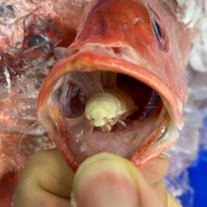 O parasita rompe os vasos da língua do peixe, fazendo-a necrosar. (imagem: instagram)