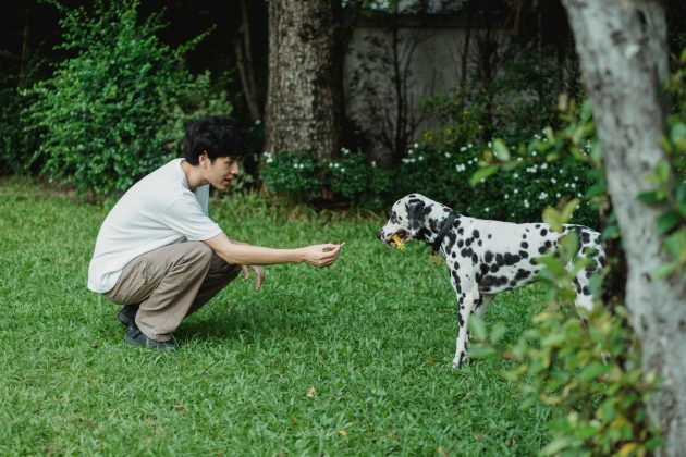 Cientistas descobriram que a interação entre humanos e cães pode alterar o funcionamento do cérebro dos cachorros (Foto: Pexels)