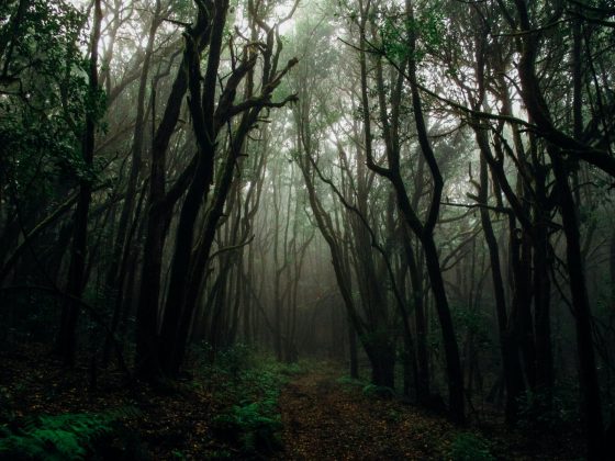 O canto aterrorizante do urutau ecoa nas noites da floresta (Foto: Pexels)