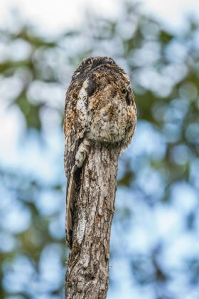 Conhecida como a “ave fantasma”, essa ave provoca medo em quem a escuta (Foto: Pexels)