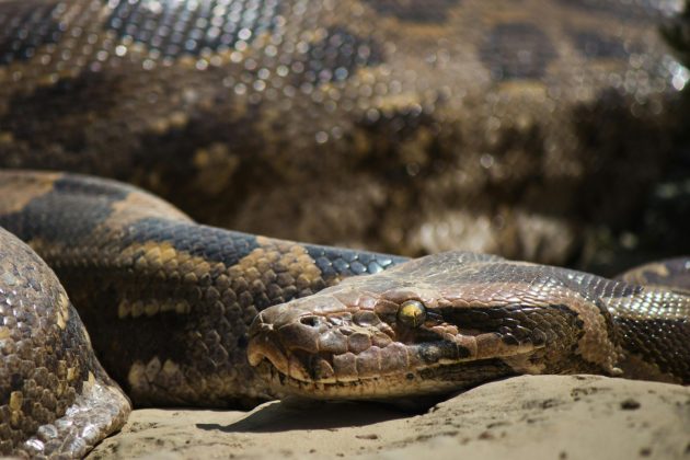 Arrom Arunroj foi atacada enquanto lavava a louça (Foto: Pexels)