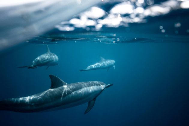 Ele inicialmente pensou que os golfinhos poderiam ser tubarões (Foto: Pexels)