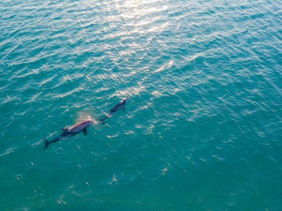 Ele reconheceu que, de certa forma, os golfinhos o salvaram (Foto: Pexels)