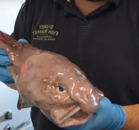 As fotos que vemos do peixe-bolha na internet mostram os animais já mortos (Foto: Reprodução/YouTube/1 Minute Animals)