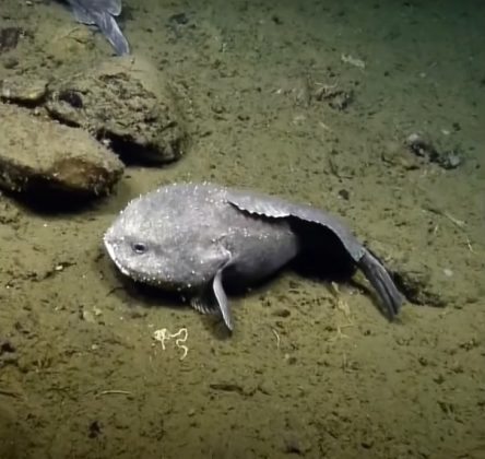 Nas profundezas do oceano, o peixe-bolha não é tão feio quanto parece (Foto: Reprodução/YouTube/1 Minute Animals)